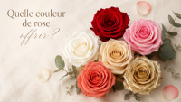 Différentes roses éternelles rouges, roses, blanches, champagne, corail et dorées pour choisir une couleur selon l’occasion