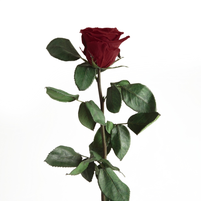 Rose éternelle rouge foncée avec tige et feuillage vert