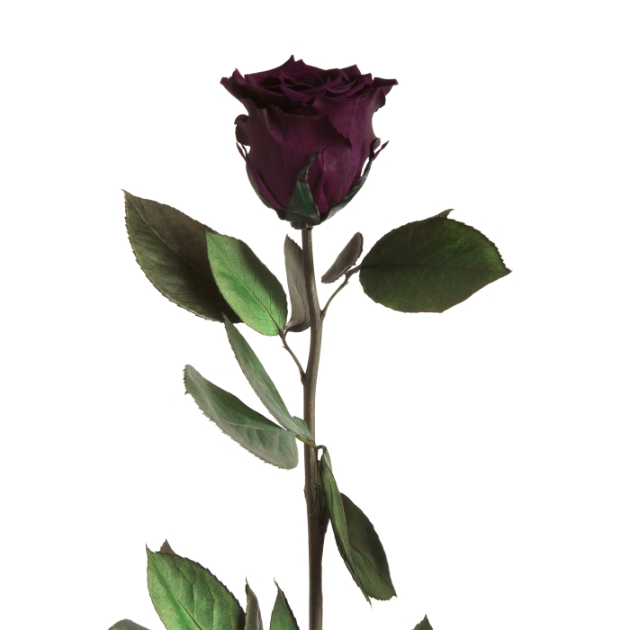Seitenansicht einer dunkelvioletten Rose mit Stiel und grünem Blattwerk.