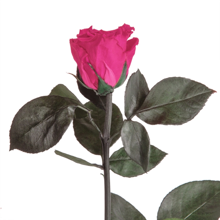 Nahaufnahme des pinkfarbenen Rosenkopfs mit dunkelgrünen Blättern