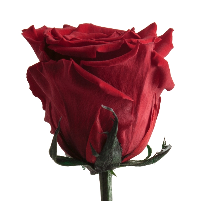Close view of eternal red rose