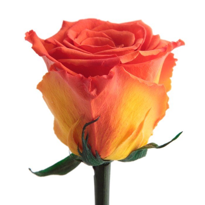 Detail of orange rosebud with yellow-to-orange gradient.
