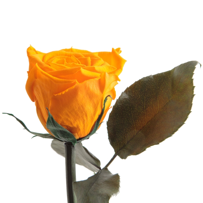 Nahaufnahme der gelben Infinity-Rose in seitlicher Perspektive, Fokus auf die geschwungene Form der Blütenblätter.