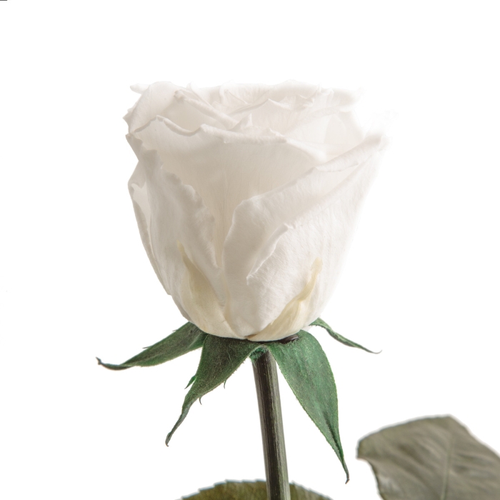 Weiße Infinity-Rose mit Stiel in Nahaufnahme, zart und edel.
