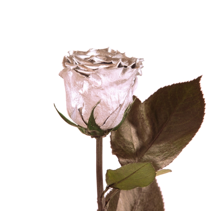 Silver long-stemmed preserved rose presented in a white gift box with pink label