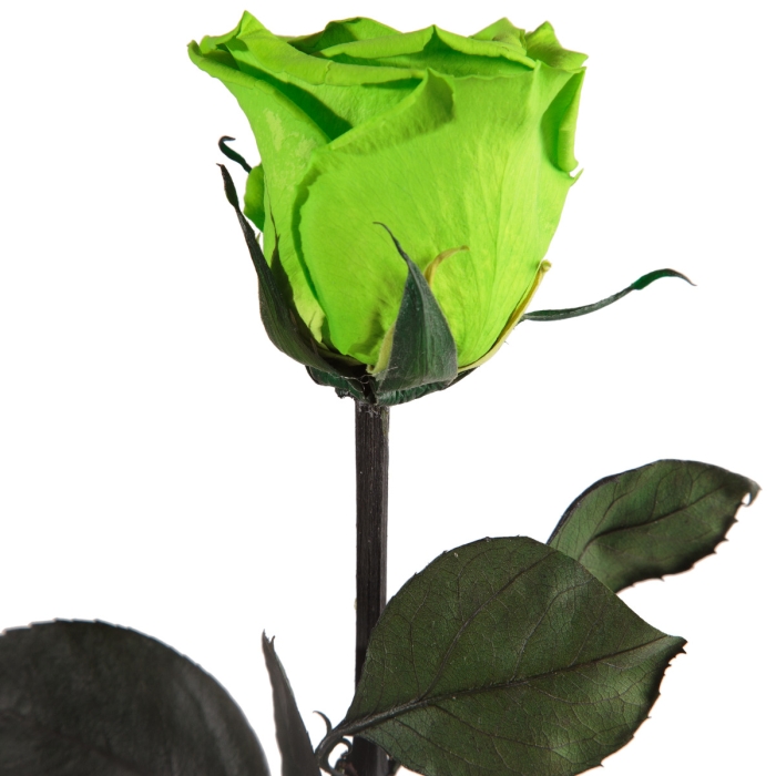 Grüne langstielige Rose mit dunklem Blattwerk vor weißem Hintergrund, leicht seitlich fotografiert.