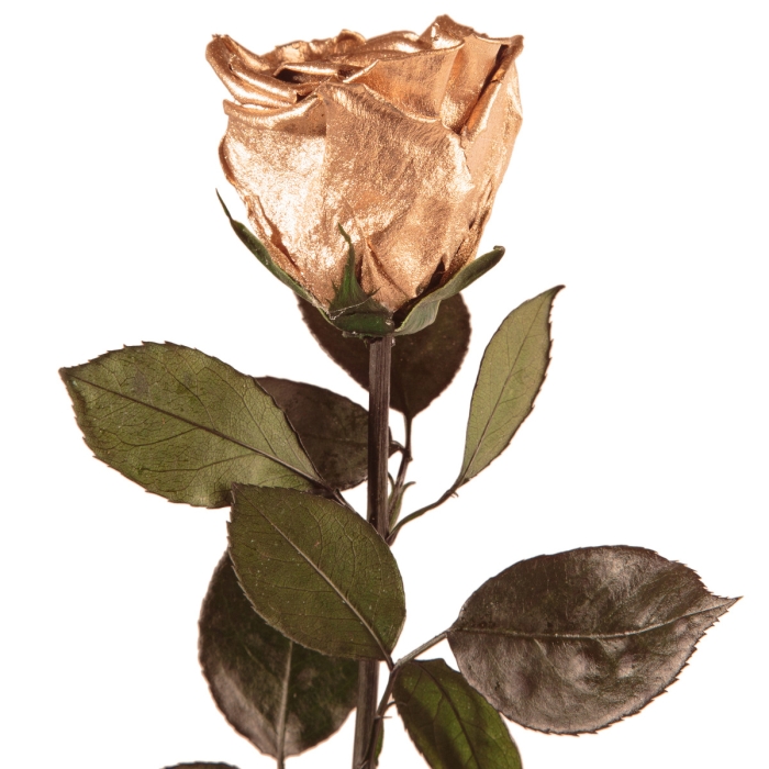 Detail shot of the shimmering gold rose head and delicate leaves