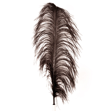 Ostrich Feather Black 60-70 cm