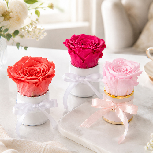 Pink, fuchsia and coral preserved roses styled as colourful gifts for birthdays and Mother's Day