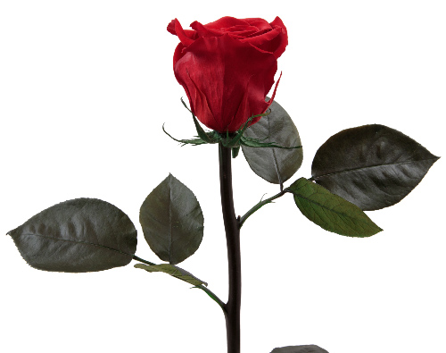Real preserved red rose with stem and natural green leaves