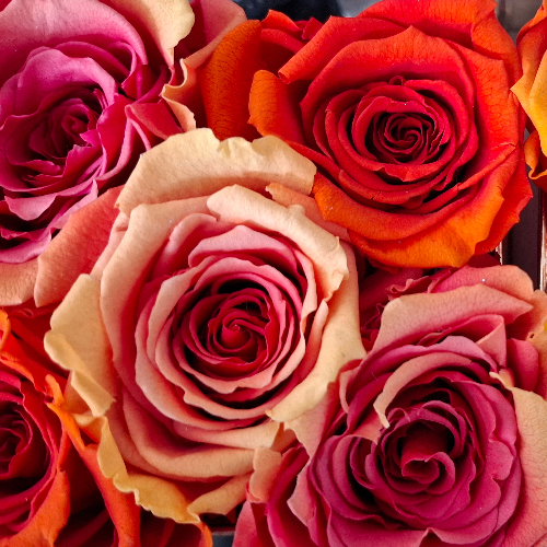 Nahaufnahme konservierter Rosen mit sichtbaren Farbveränderungen in Pink, Orange, Gelb und Creme sowie teilweise trockener und empfindlich wirkenden Blütenblättern
