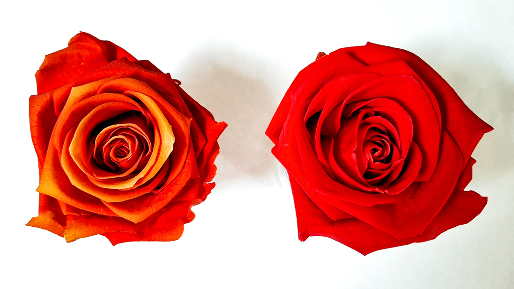 Vergleich einer durch Sonneneinstrahlung verfärbten konservierten roten Rose links mit einer kräftig roten Rose ohne sichtbare Farbveränderung rechts