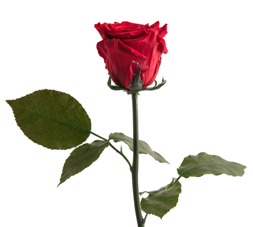 Makroaufnahme einer Infinity Rose Rot mit Stiel und grünen Blättern