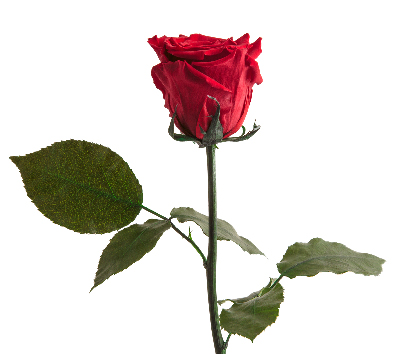 Gros plan sur les pétales et la structure naturelle d’une rose éternelle rouge