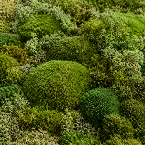 Detailaufnahme von konserviertem Polstermoos und Islandmoos
