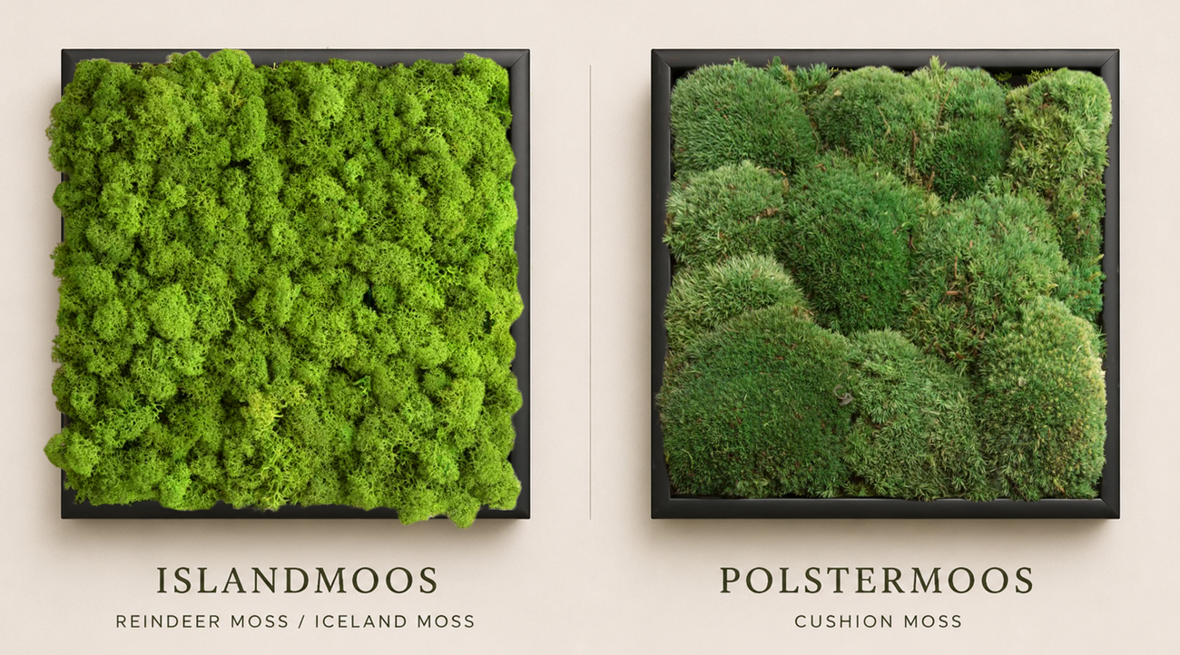 Vergleich von Polstermoos und Islandmoos für unterschiedliche Moosbild-Strukturen