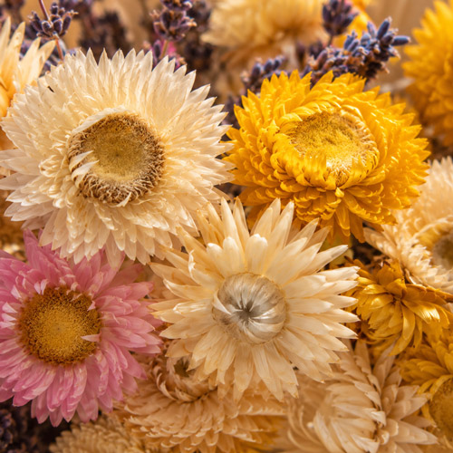 Nahaufnahme von Strohblumen als langlebige Trockenblumen mit dekorativer Blütenstruktur