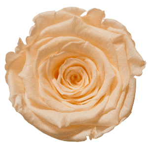 Rosenfarbe Beige-Champagner