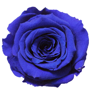 Rosenfarbe Blau