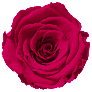 Rosenfarbe Dunkelrot