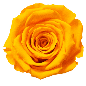 Rosenfarbe Gelb