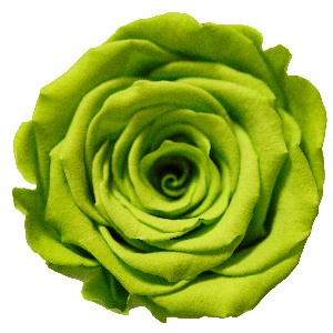 Rosenfarbe Grün