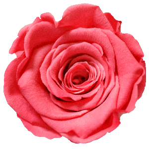 Rosenfarbe Koralle