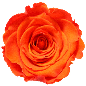 Rosenfarbe Orange