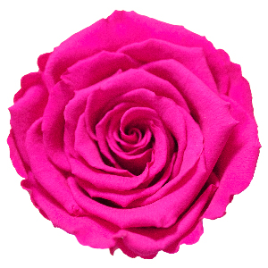 Rosenfarbe Fuchsi-Pink