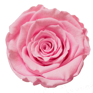 Rosenfarbe Rosa