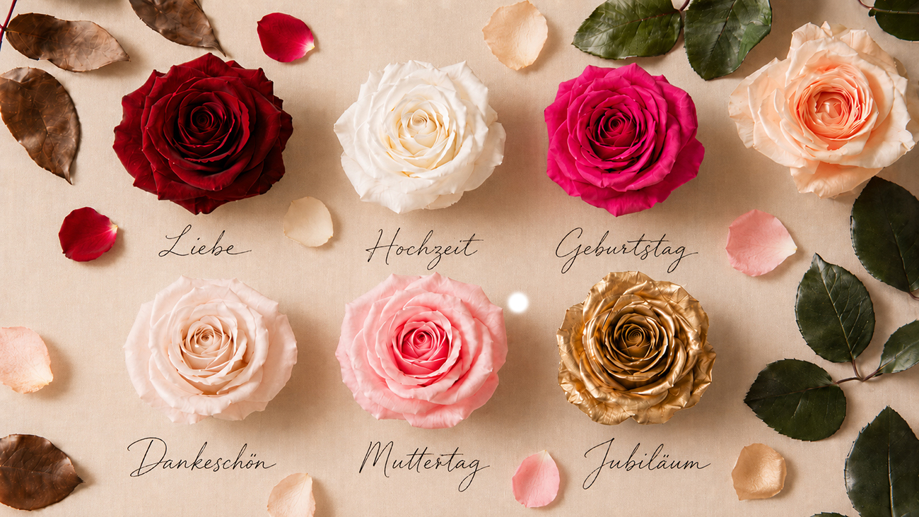 Verschiedene Infinity Rosen in Rot, Rosa, Weiß, Beige, Pink und Gold als Symbol für unterschiedliche Anlässe