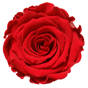 Rosenfarbe Rot