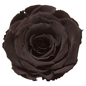 Rosenfarbe Schwarz
