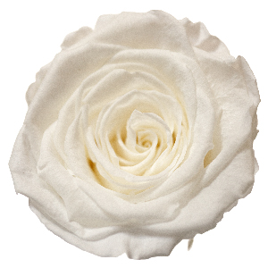 Rosenfarbe Weiss