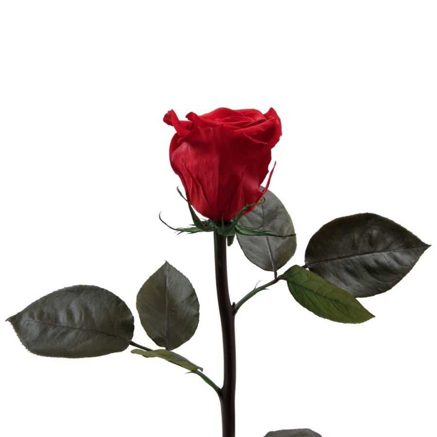 raninnao Ewige Rose Konservierte Blume für Ewigkeit mit Glasbezug Einzigartige Echte Rose Geschenk für Muttertag Weihnachten Jubiläum Geburtstag Thanksgiving 